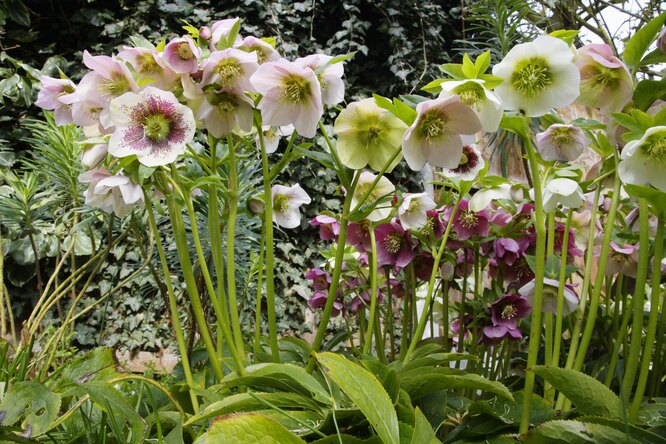 Čemeřice/Helleborus orientalis