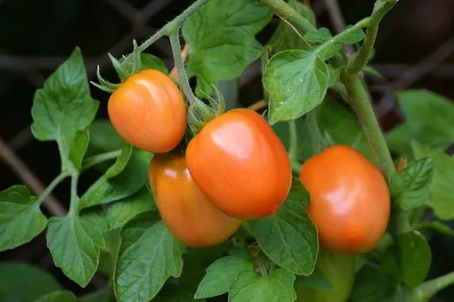 Почему желтеют листья у рассады томатов