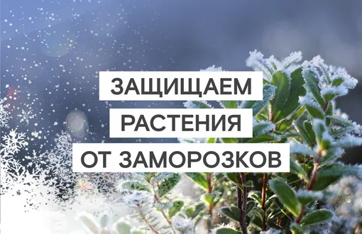Как защитить растения от майских заморозков