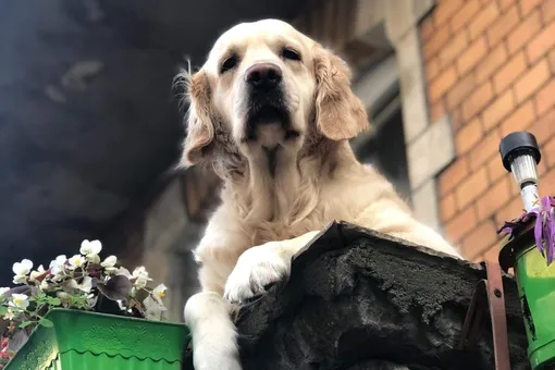 Милый пёс на балконе в Гданьске стал гвоздём экскурсий