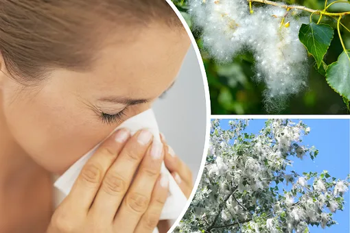 Тополиный пух — жара, апчхи! Как бороться с аллергией?