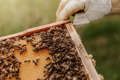Из дома Эшли Класс вывезли 50 тысяч пчёл