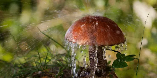 Вырастают ли грибы после ливневого дождя