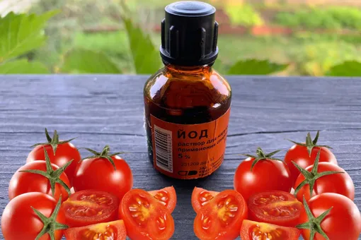 Забудьте про фитофтору на томатах навсегда с помощью этого простого средства