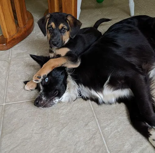 щенок лежит на собаке