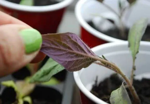 Главный признак проблем с фосфором — фиолетовый цвет листьев