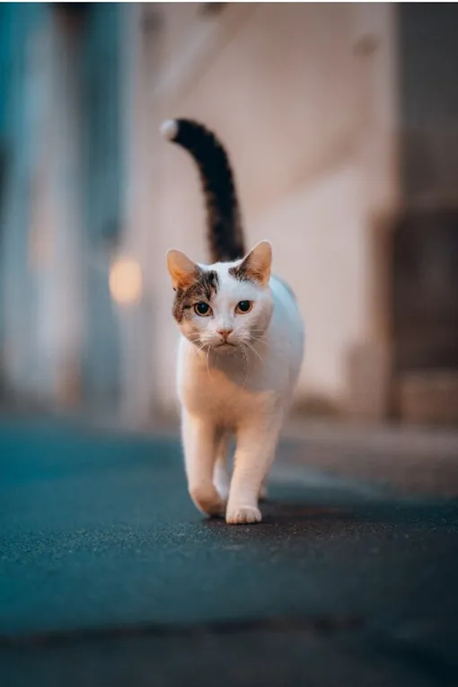 Кошки любят гулять сами по себе, им не нужна компания их сородичей