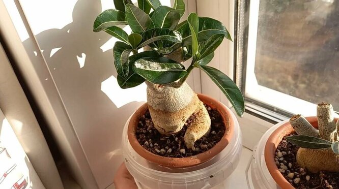Zalévací adenium