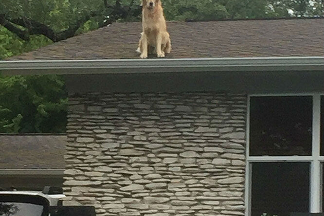 «Наша собака живет на крыше, и мы знаем это. Не волнуйтесь»