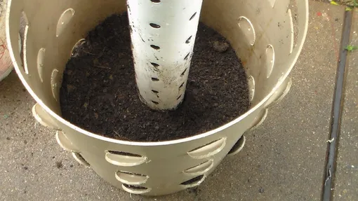 Как посадить клубнику в бочку