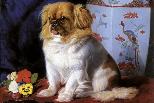 «Самое красивое маленькое животное Англии»: как благодаря королеве Виктории в стране появилась невиданная собака