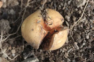 Трещины на картофеле: опытные огородники раскрыли причины их появления