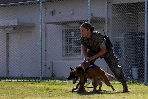военная и ее собака