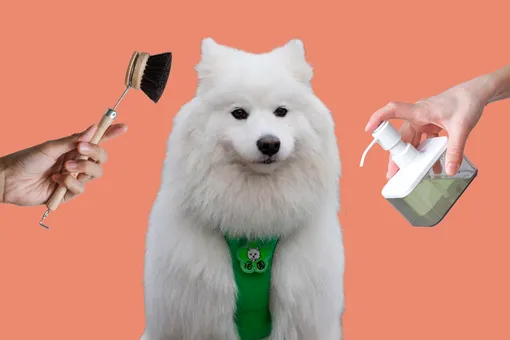 Чем мыть и кормить: кинологи рассказали, как ухаживать за белыми собаками