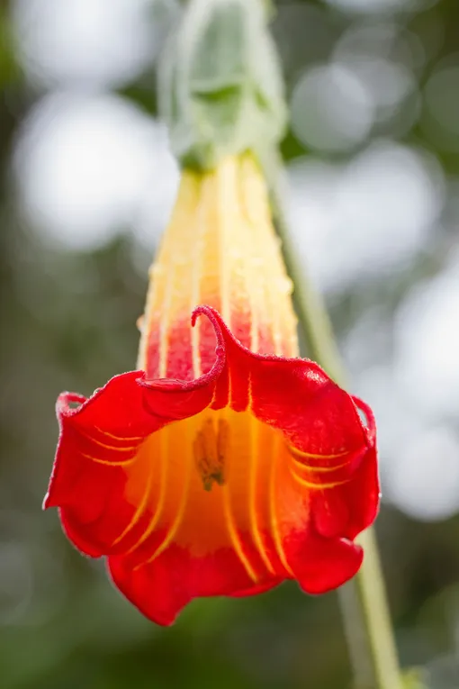 Бругмансия цветок фото