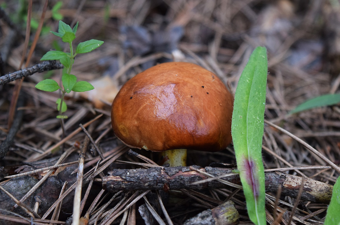 Маслята: фото и описание грибов, виды, где растут, когда собирать, рецепты