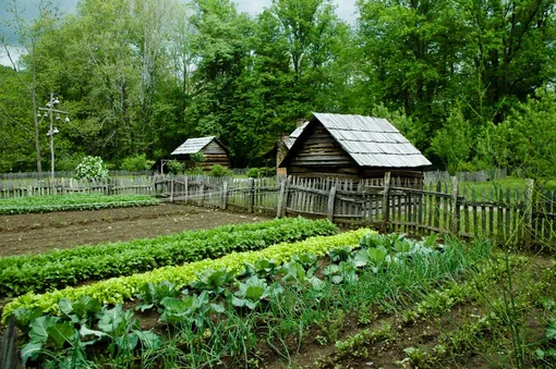 Применение сосновых иголок в овощном огороде