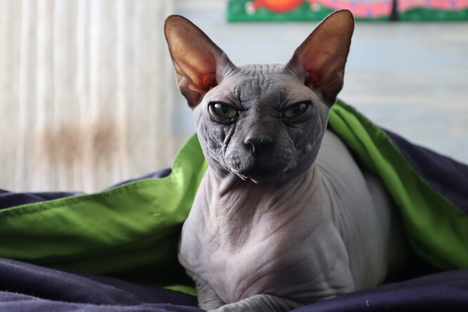 Лысые кошки - особенности пород, их достоинства и недостатки, подробное описание и забота о них Лысые кошки: достоинства и недостатки пород, описание и особенности