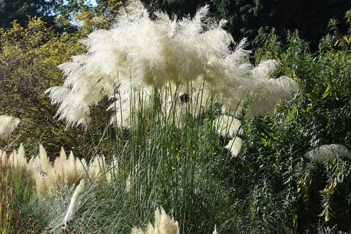 Декоративный злак — пампасная трава