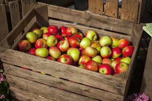 В каком помещении можно сохранить яблоки до весны?