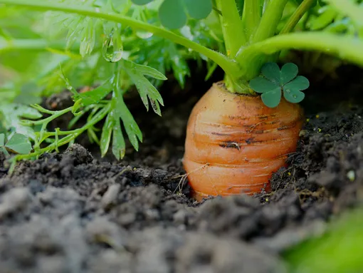 Как правильно хранить урожай моркови на грядке зимой