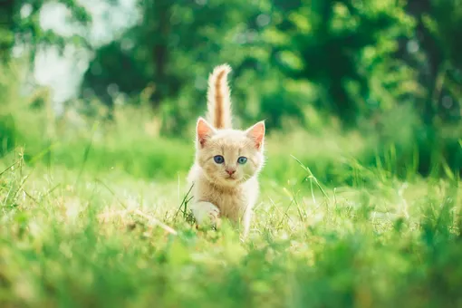 Почему котики такие милые: 4 научно обоснованных причины