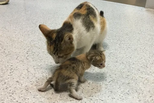 Кто крайний? В Турции кошка принесла на осмотр котенка в отделение скорой помощи