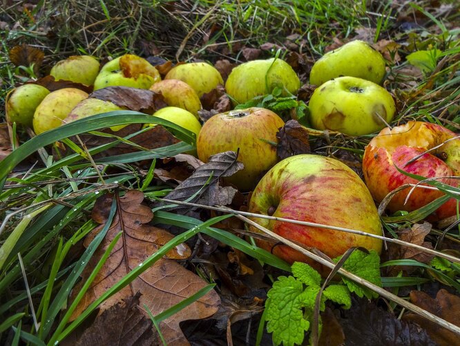 Раздел 2: Яблоки-падалица как удобрение для дачи и огорода