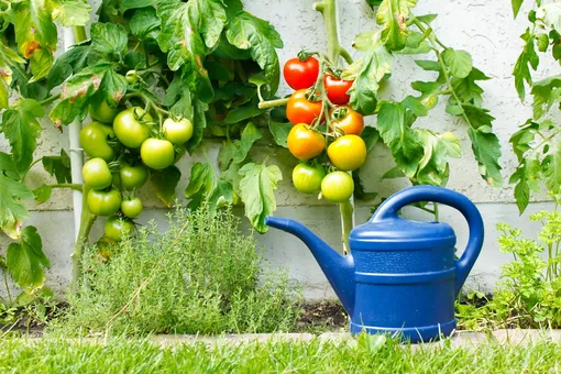 Правильный полив — основа выращивания помидоров
