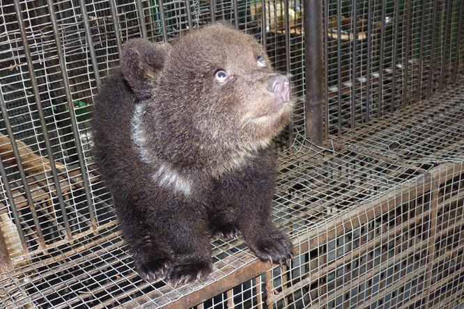 Медведица в омском зоопарке три месяца скрывала, что стала мамой тройни