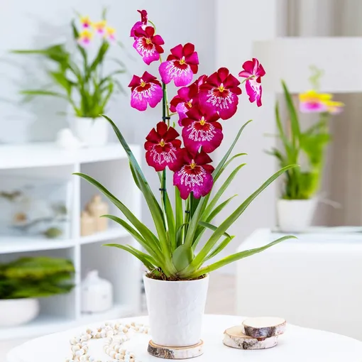 Уход и содержание орхидеи камбрии в домашних условиях