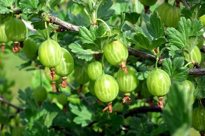 Уход за крыжовником после сбора урожая