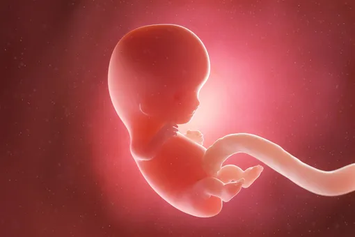 Малыш в утробе развивается очень быстро