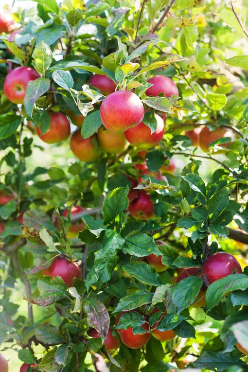 Яблоня — одно из самых популярных плодовых деревьев для сада в средней полосе и центральной России