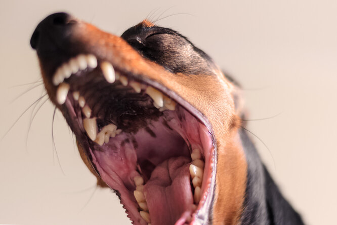 Осторожно, злая собака: как найти и исправить причину агрессии у собаки