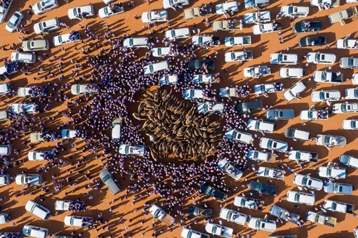 Фестиваль короля Саудовской Аравии ежегодно собирает тысячи людей