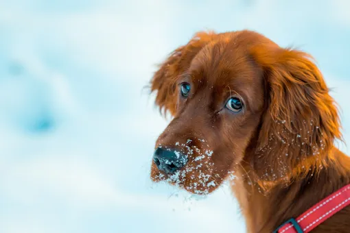 «Просто обезумел»: пес впервые увидел снег. Его реакция бесценна