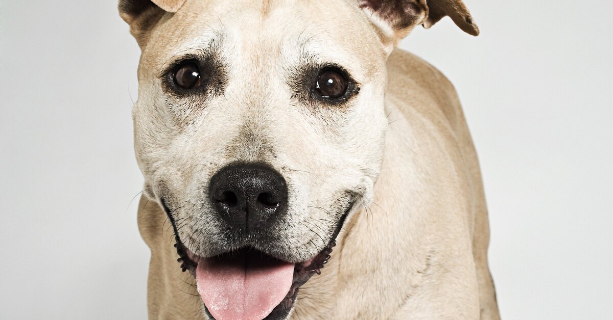 уиппет. английская борзая уиппет. уиппет собака. выпеты собаки. индийская рампурская борзая.