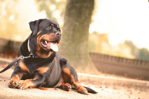 Здоровая собака со сбалансированным рационом и режимом дня держит стабильный вес фото