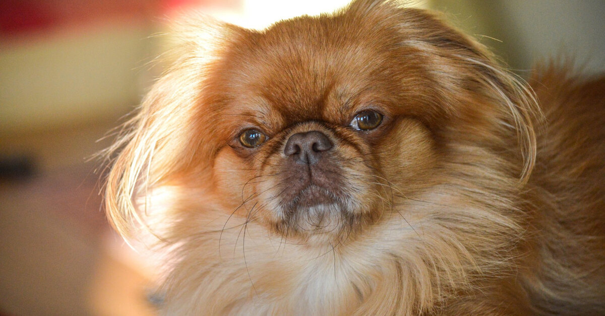 Особенности внешности пекинеса