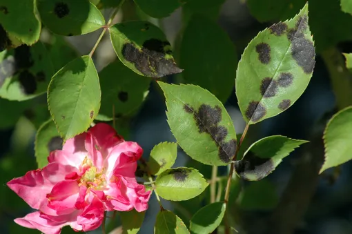 Как защитить розы от чёрной пятнистости? Узнайте домашнее средство