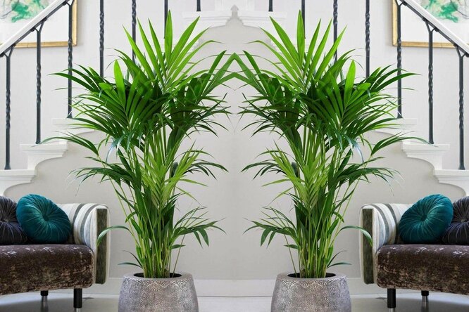 Финиковая пальма из косточки в домашних условиях: как вырастить и ухаживать
