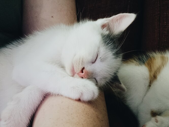 Кошка спит на хозяине, так она показывает свою любовь Кошка спит на хозяине, так она показывает свою любовь