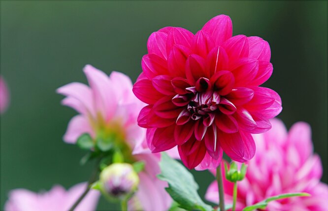 Dahlias