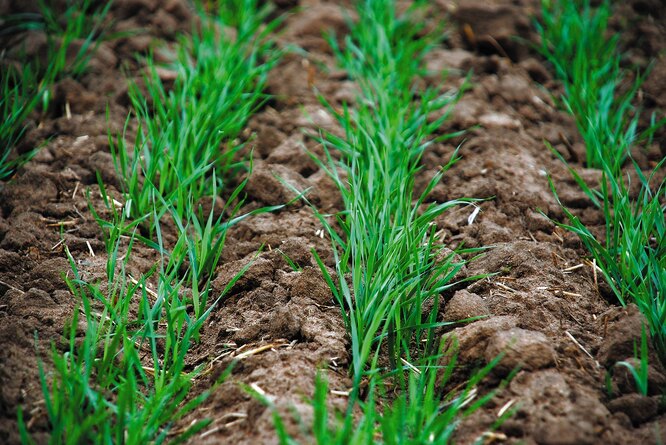 Рожь как сидерат осенью: особенности посева под зиму для улучшения почвы