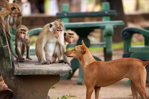 В Индии обезьяны убили 250 щенков, чтобы отомстить за мертвого детеныша