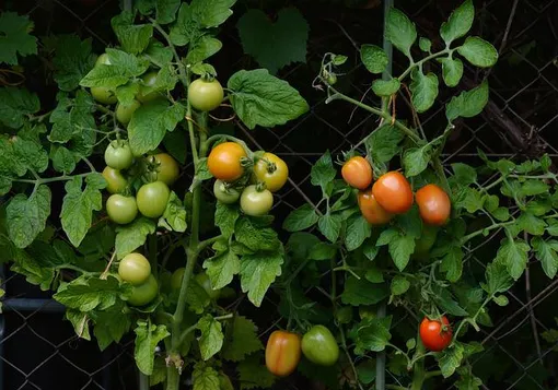 Формирование кустов томатов