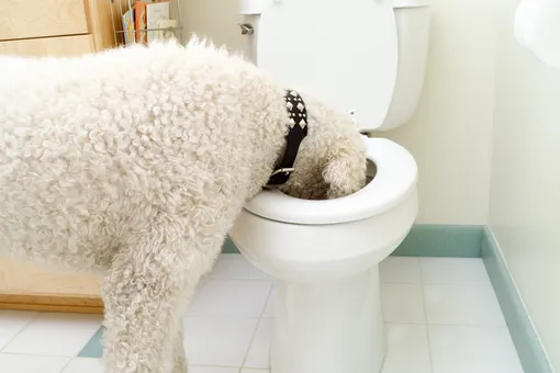 Что будет, если кошка или собака выпьет воду из туалета