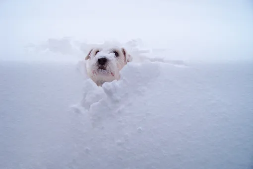В США чудом спасли пропавшего пса, найденного под 1,5-метровым слоем снега