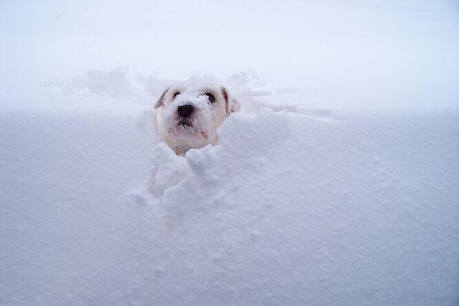 В США чудом спасли пропавшего пса, найденного под 1,5-метровым слоем снега